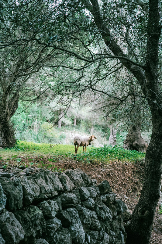 Schaf von Soller