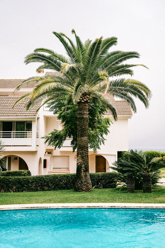 Palme in Nova Santa Ponsa